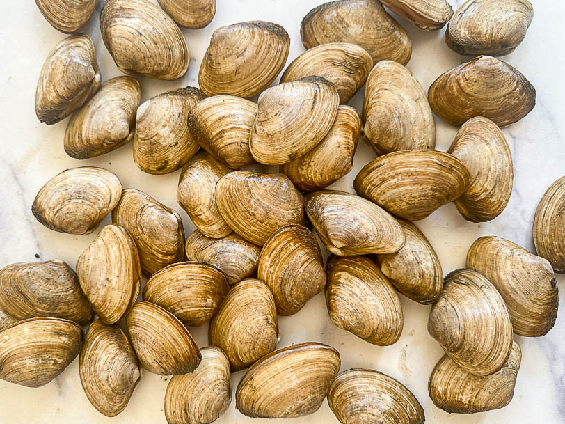 An overhead image of butter clams on a white counter. 