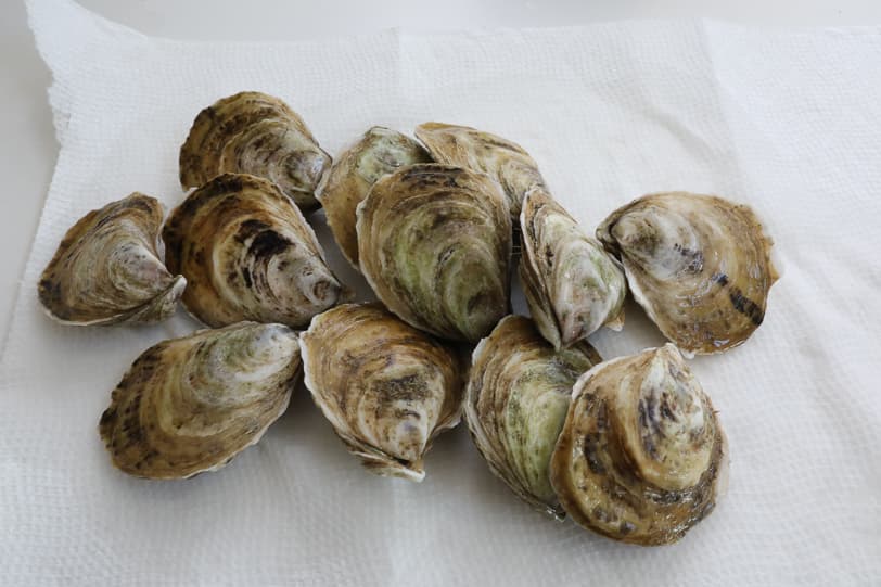 An image of fresh Damariscotta River oysters. 